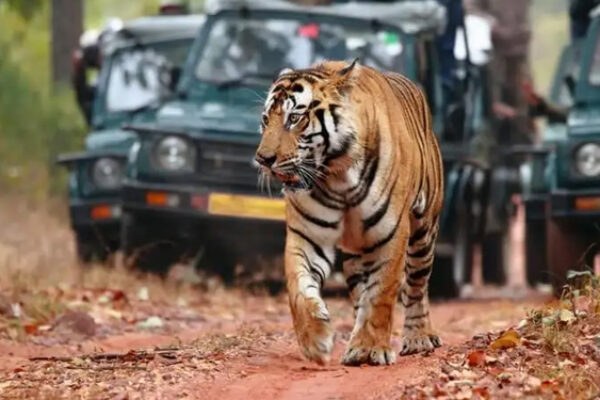 Golden triangle tour with Ranthambore Tiger Safari 4 Days
