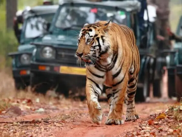 Golden triangle tour with Ranthambore Tiger Safari 4 Days